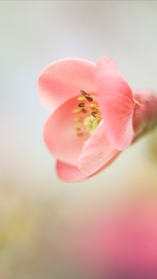 Das Pink Tender Flower Wallpaper 640x1136