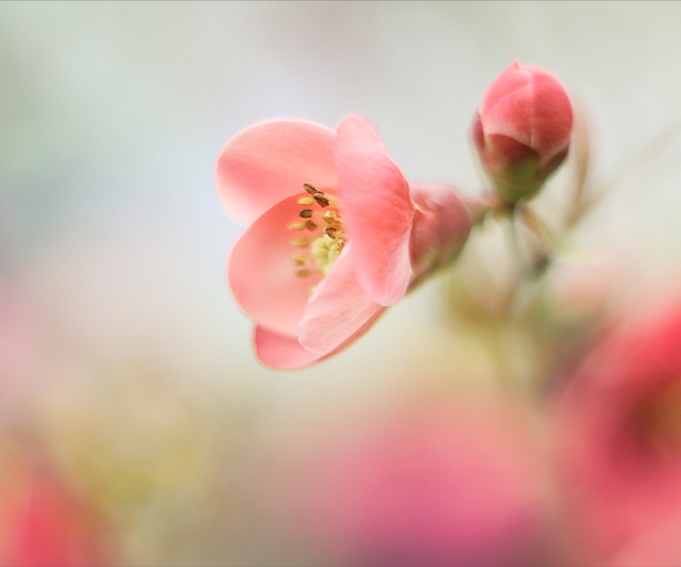 Sfondi Pink Tender Flower 960x800