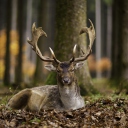 Fondo de pantalla Most Beautiful Deer 128x128