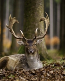 Обои Most Beautiful Deer 128x160