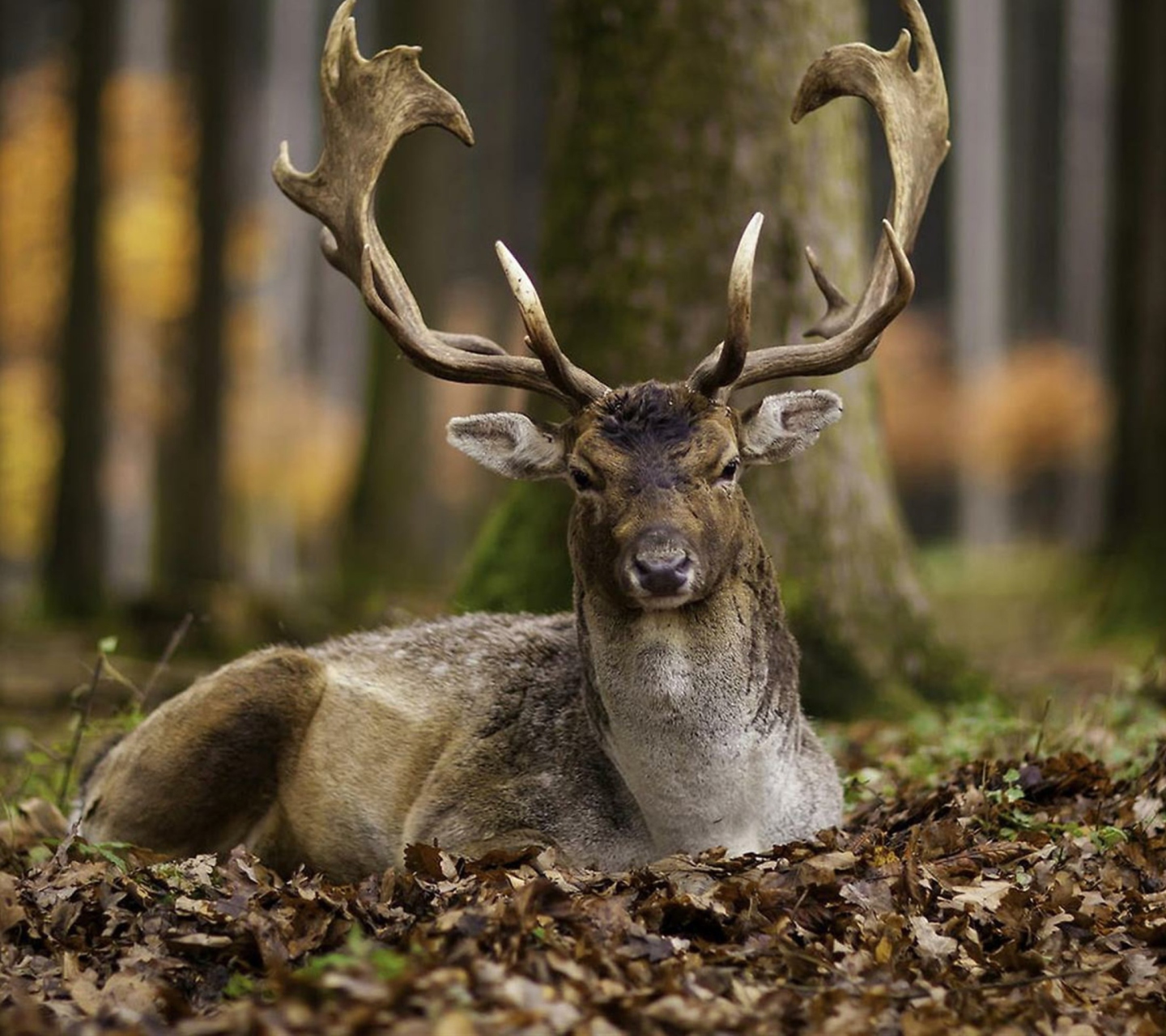 Sfondi Most Beautiful Deer 1440x1280