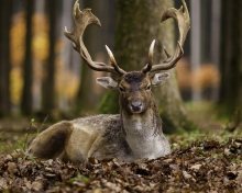 Fondo de pantalla Most Beautiful Deer 220x176