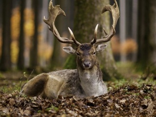Sfondi Most Beautiful Deer 320x240