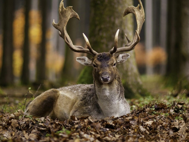Sfondi Most Beautiful Deer 640x480