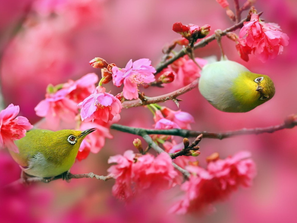 Fondo de pantalla Birds and Cherry Blossom 1024x768