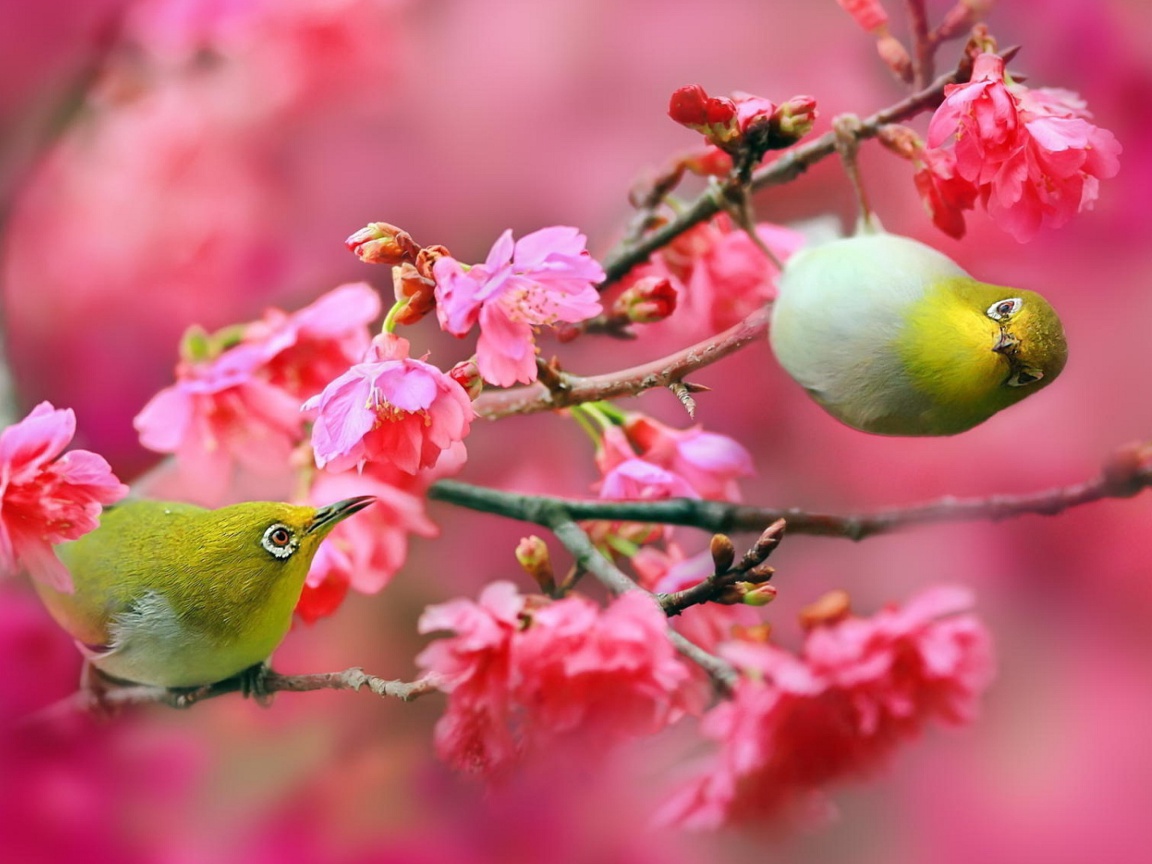 Обои Birds and Cherry Blossom 1152x864