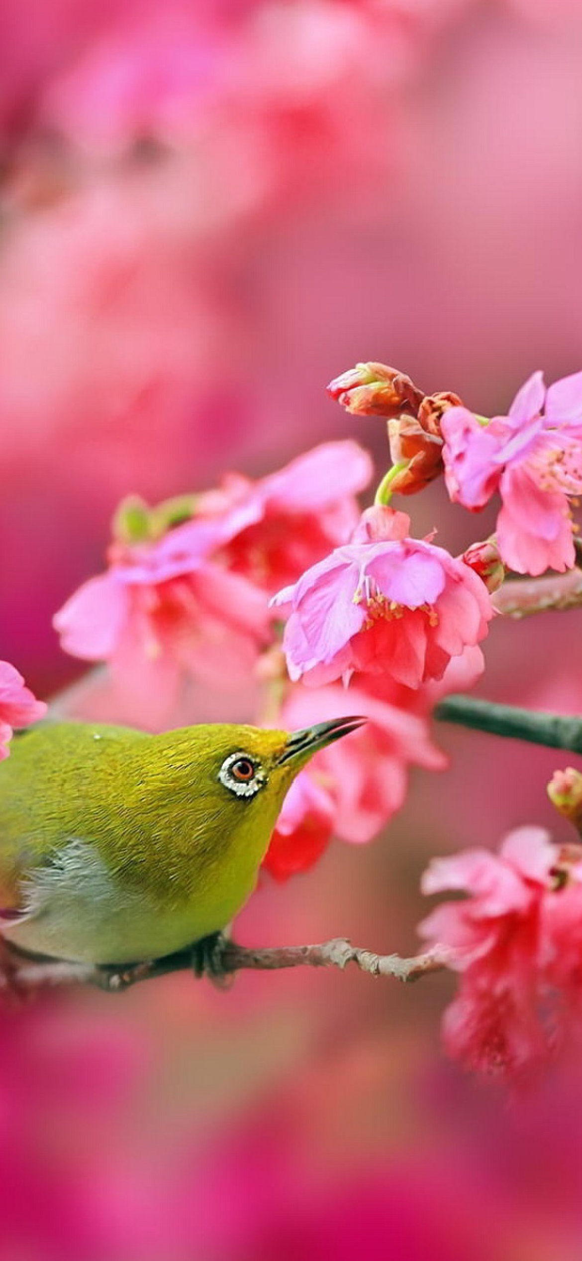 Fondo de pantalla Birds and Cherry Blossom 1170x2532