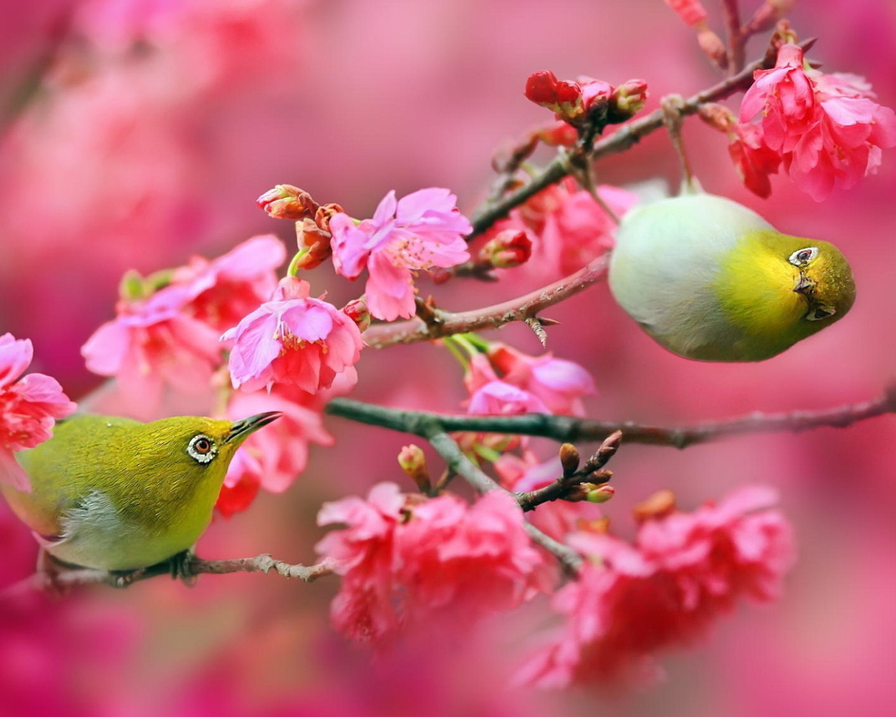 Screenshot №1 pro téma Birds and Cherry Blossom 1280x1024