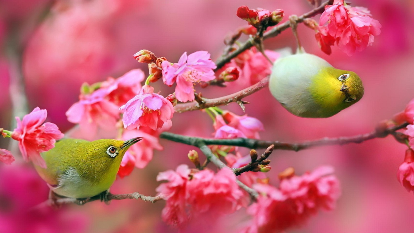 Birds and Cherry Blossom wallpaper 1366x768