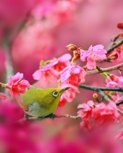 Das Birds and Cherry Blossom Wallpaper 176x220