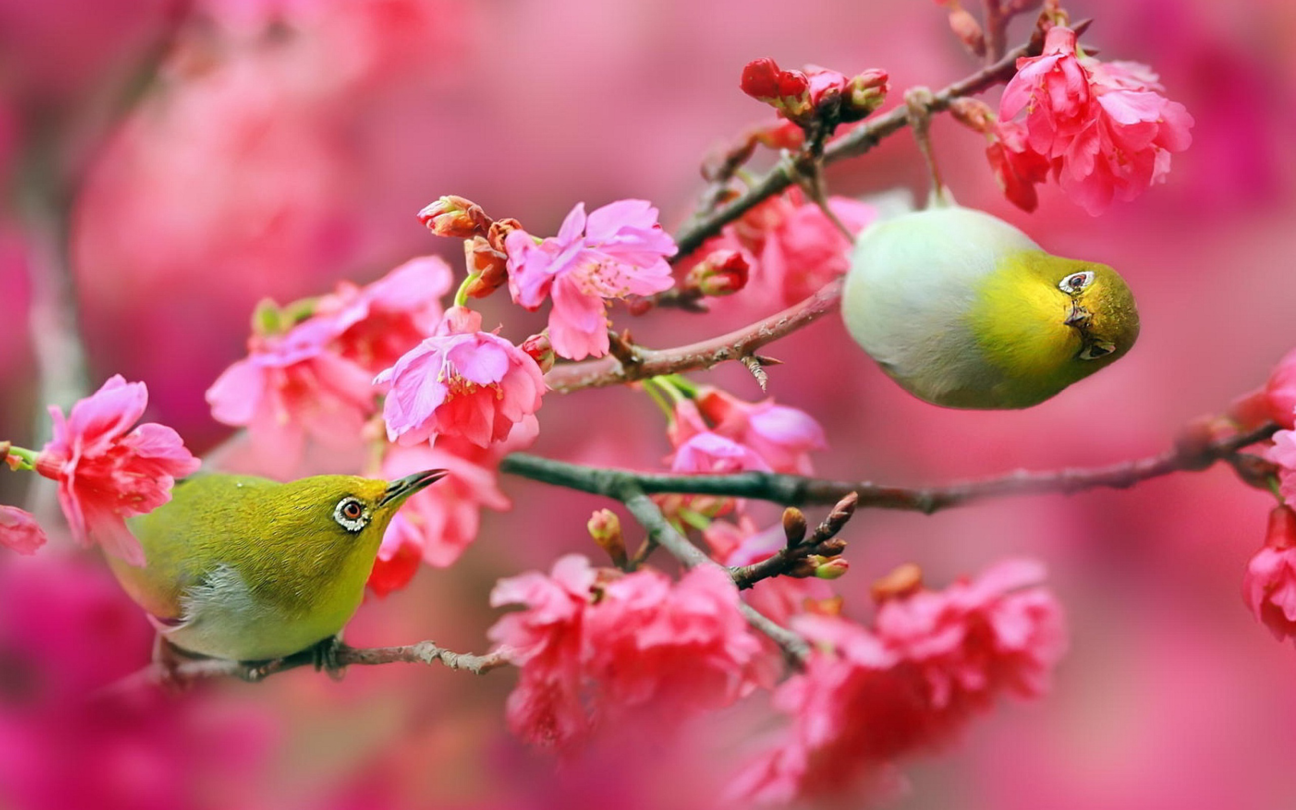 Screenshot №1 pro téma Birds and Cherry Blossom 2560x1600