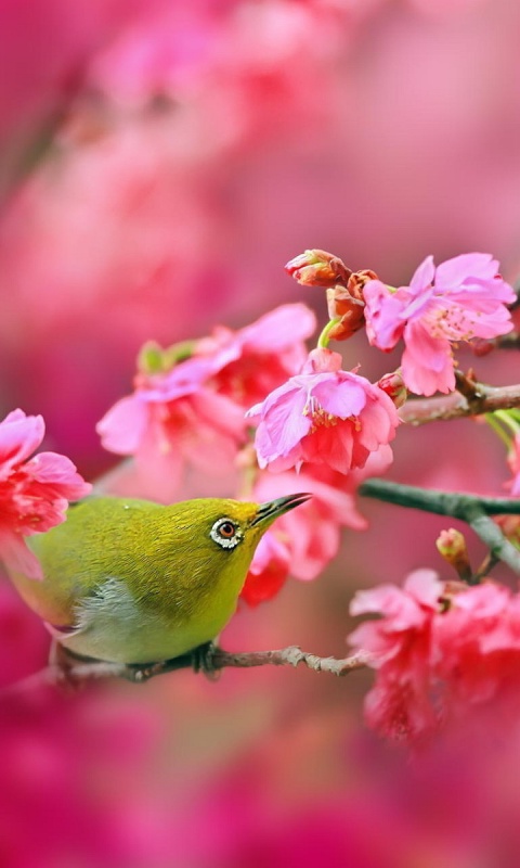 Das Birds and Cherry Blossom Wallpaper 480x800