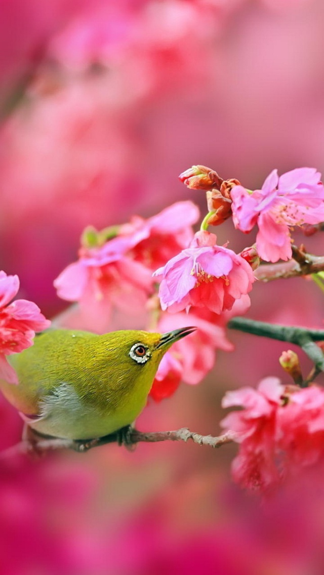 Sfondi Birds and Cherry Blossom 640x1136