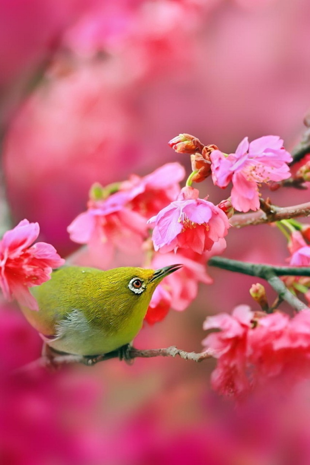 Das Birds and Cherry Blossom Wallpaper 640x960