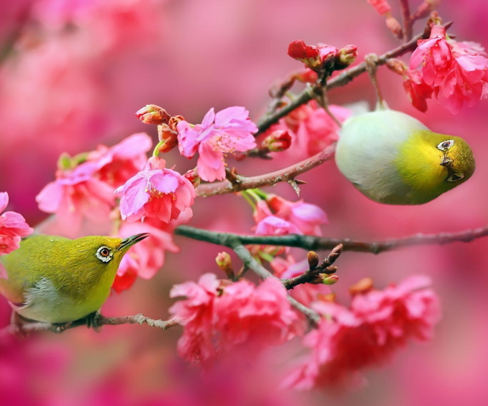Das Birds and Cherry Blossom Wallpaper 960x800