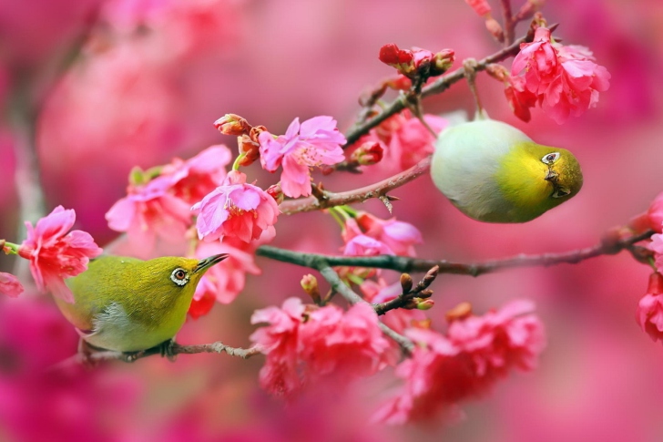 Screenshot №1 pro téma Birds and Cherry Blossom
