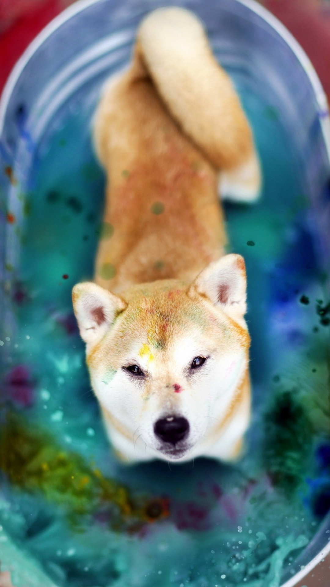 Dog And Colors wallpaper 1080x1920