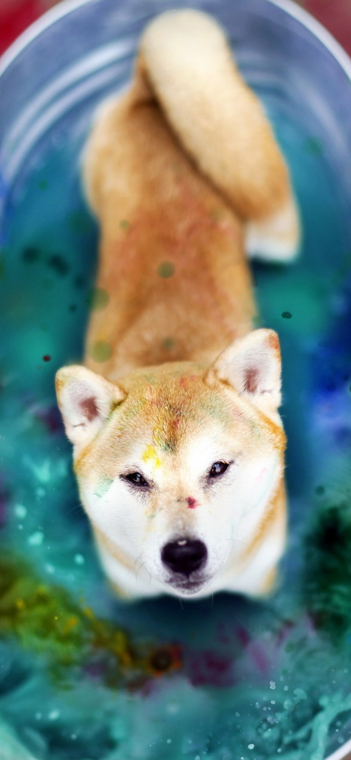 Dog And Colors wallpaper 1170x2532