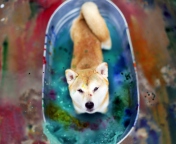 Das Dog And Colors Wallpaper 176x144