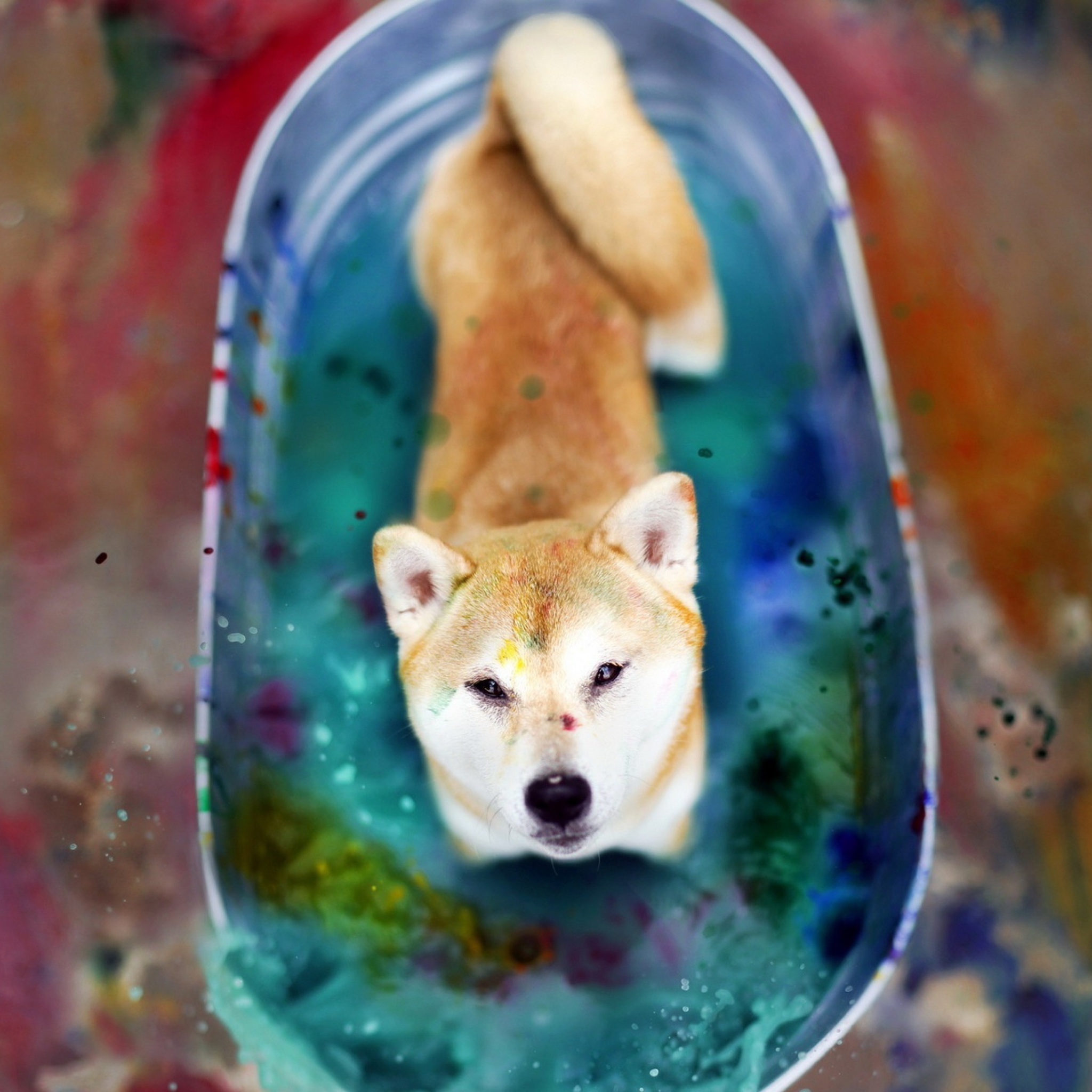 Dog And Colors wallpaper 2048x2048