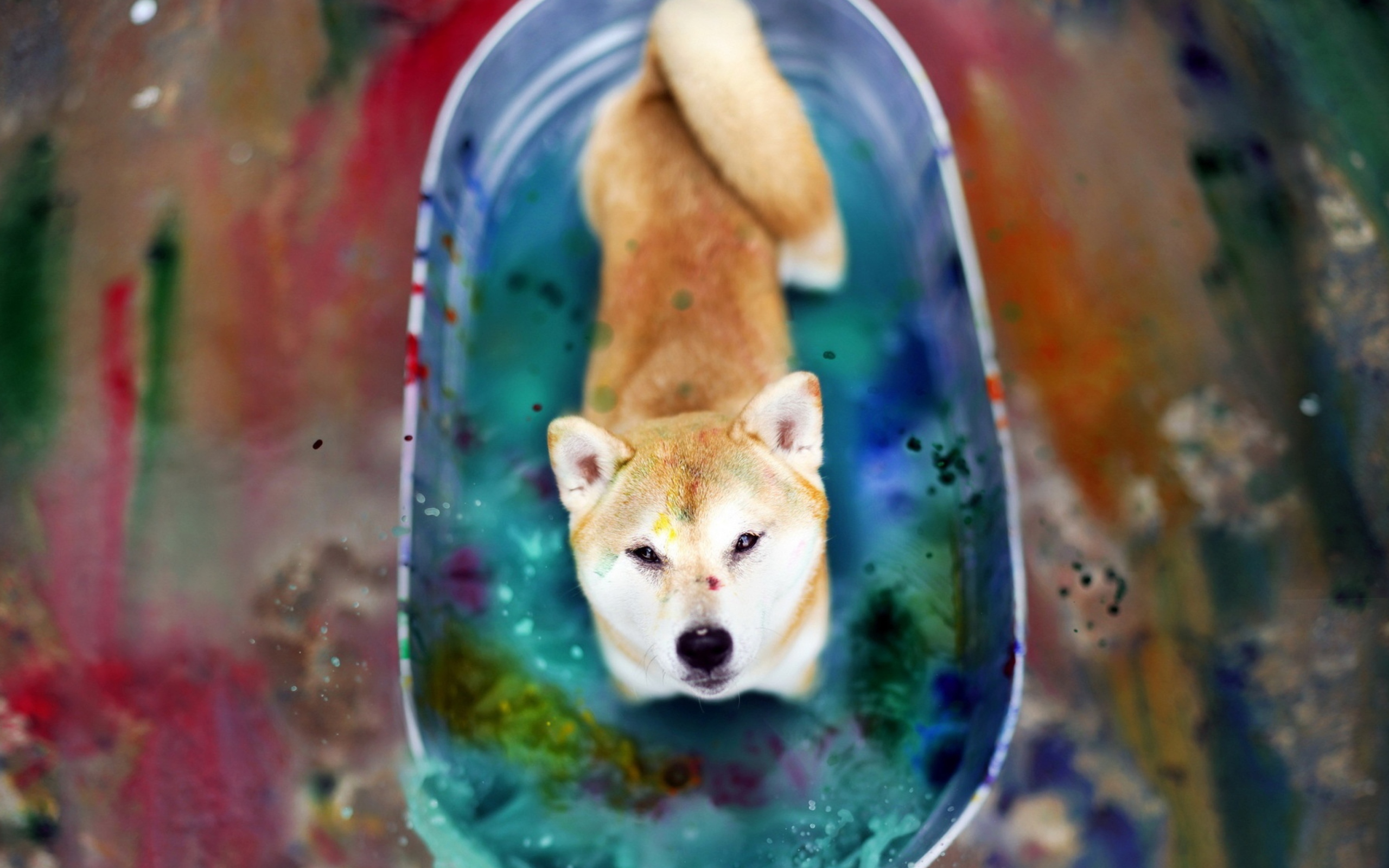 Das Dog And Colors Wallpaper 2560x1600