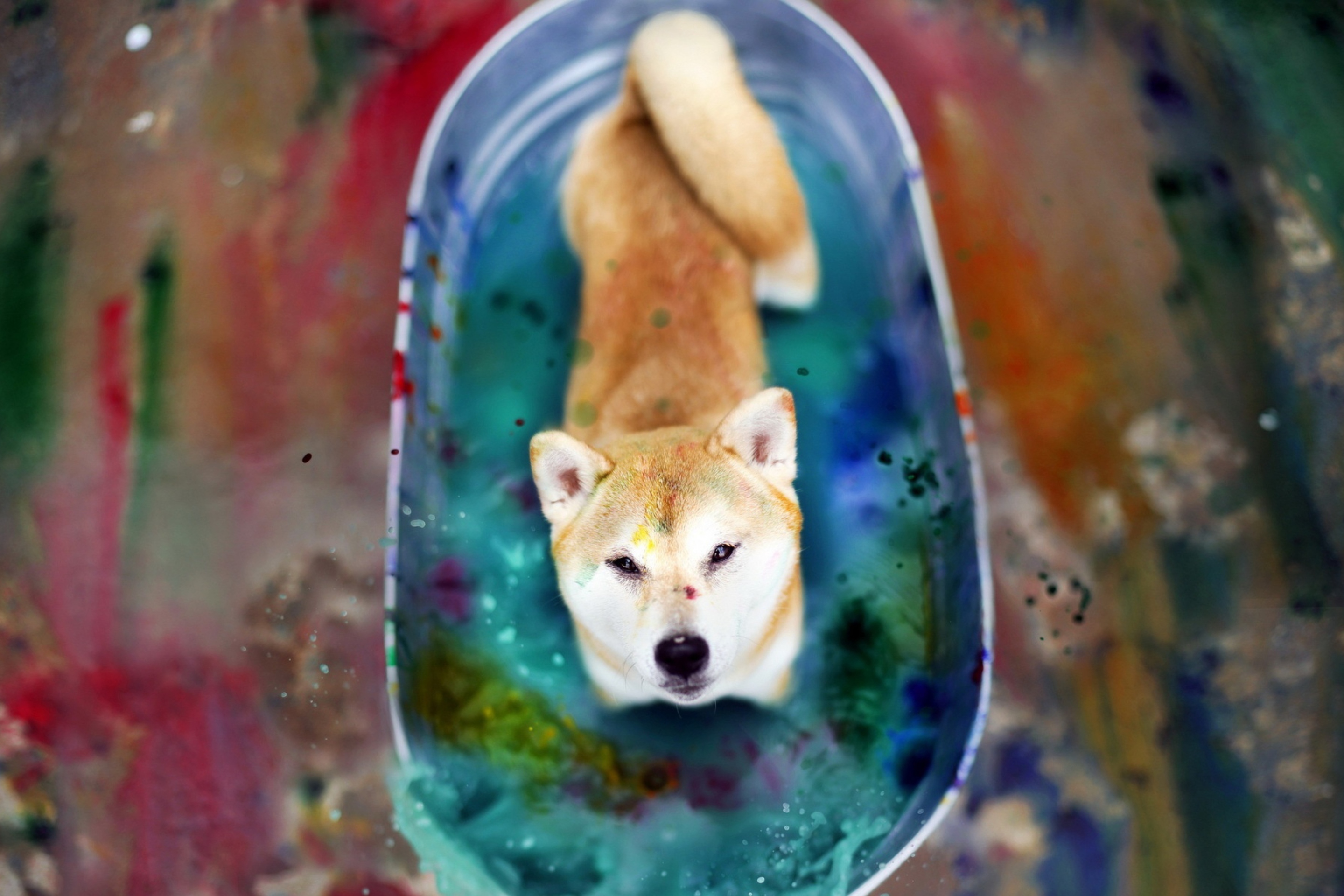 Das Dog And Colors Wallpaper 2880x1920