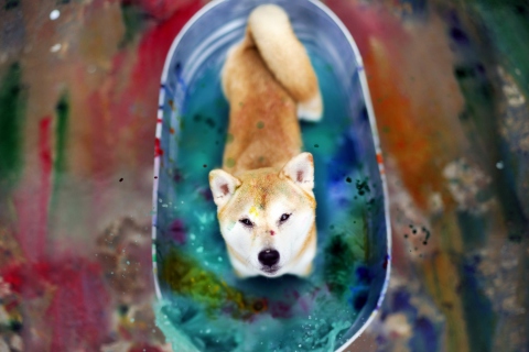 Das Dog And Colors Wallpaper 480x320