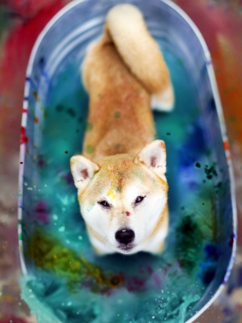 Das Dog And Colors Wallpaper 480x640