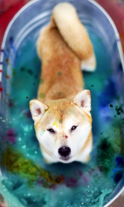 Das Dog And Colors Wallpaper 480x800