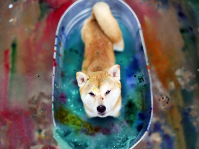 Dog And Colors wallpaper 640x480
