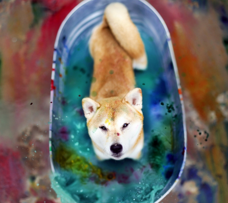 Dog And Colors wallpaper 960x854