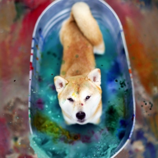 Kostenloses Dog And Colors Wallpaper für iPad Air