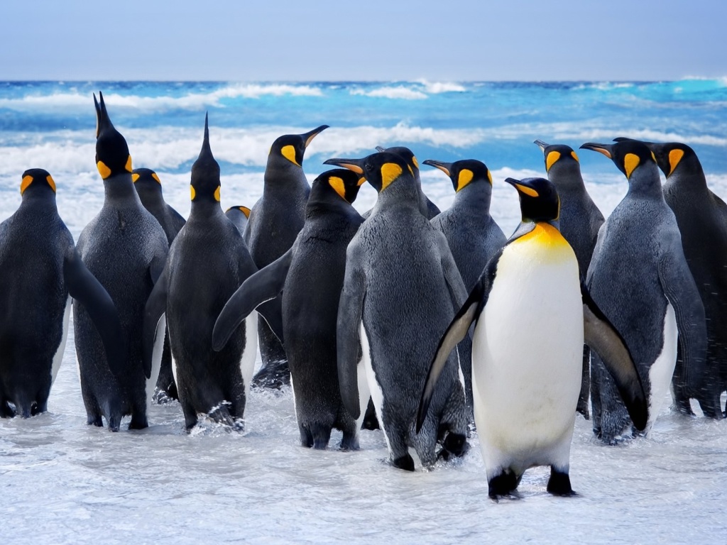 Fondo de pantalla Royal Penguins 1024x768