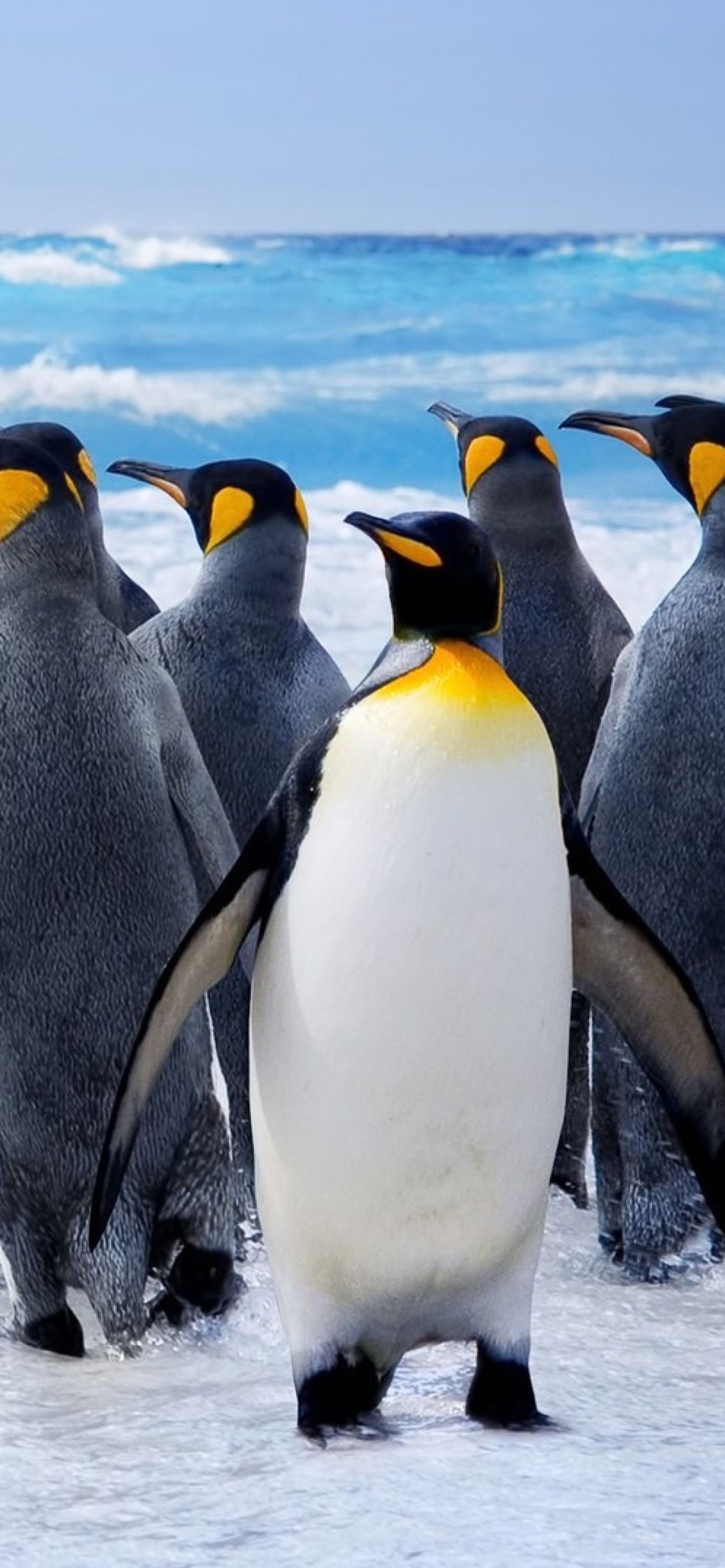Sfondi Royal Penguins 1170x2532