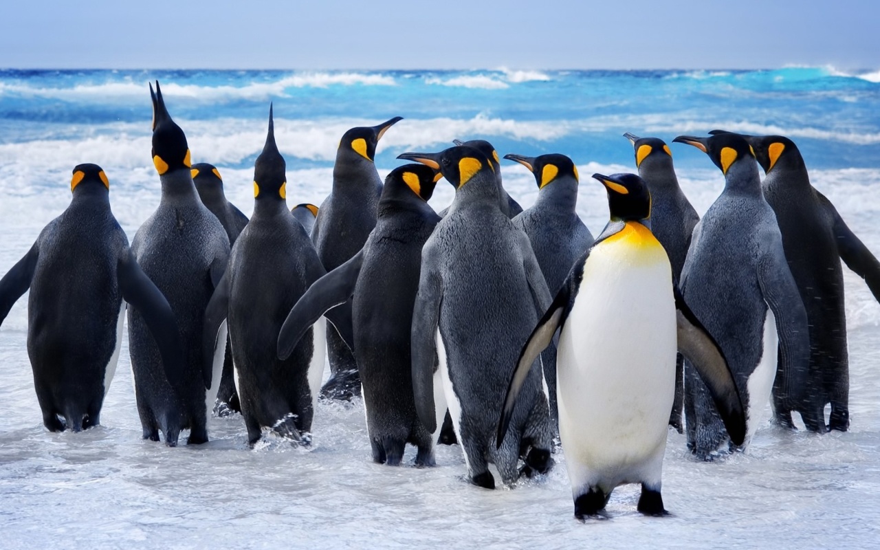 Fondo de pantalla Royal Penguins 1280x800