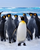 Sfondi Royal Penguins 128x160
