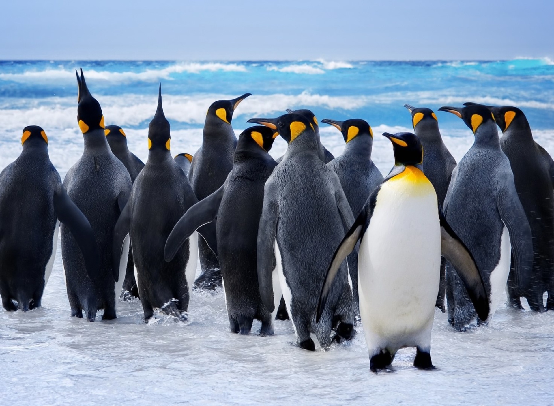 Fondo de pantalla Royal Penguins 1920x1408