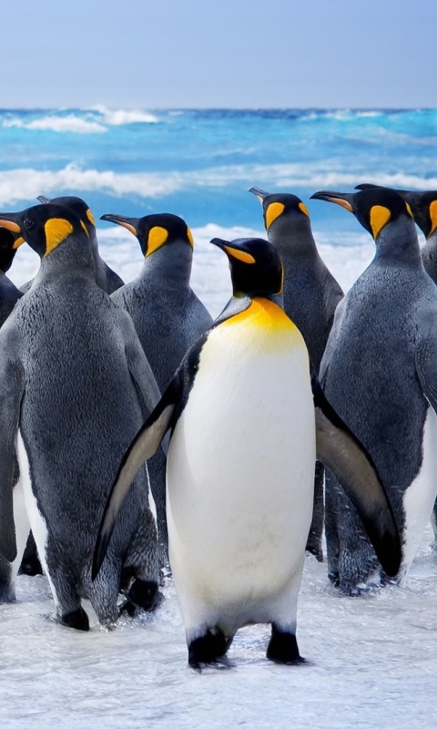 Sfondi Royal Penguins 480x800