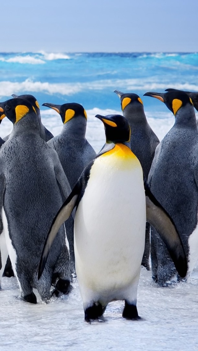 Обои Royal Penguins 640x1136