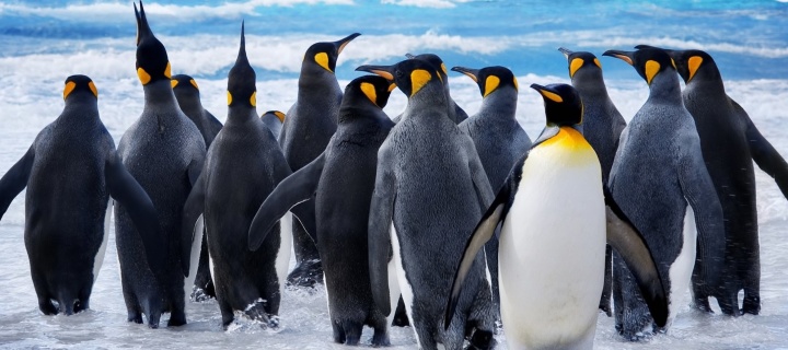 Royal Penguins screenshot #1 720x320