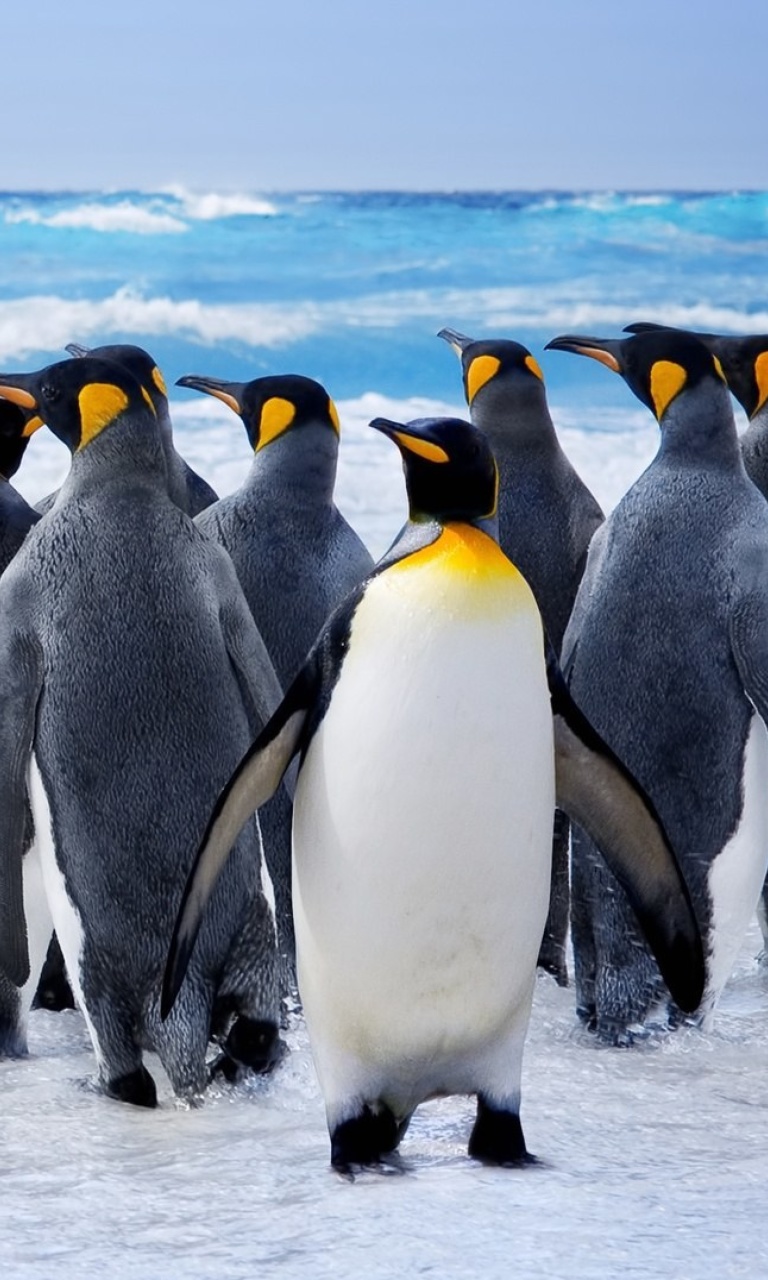 Fondo de pantalla Royal Penguins 768x1280