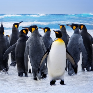 Royal Penguins - Obrázkek zdarma pro iPad