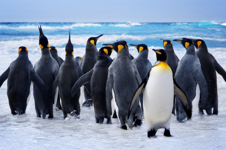 Royal Penguins wallpaper