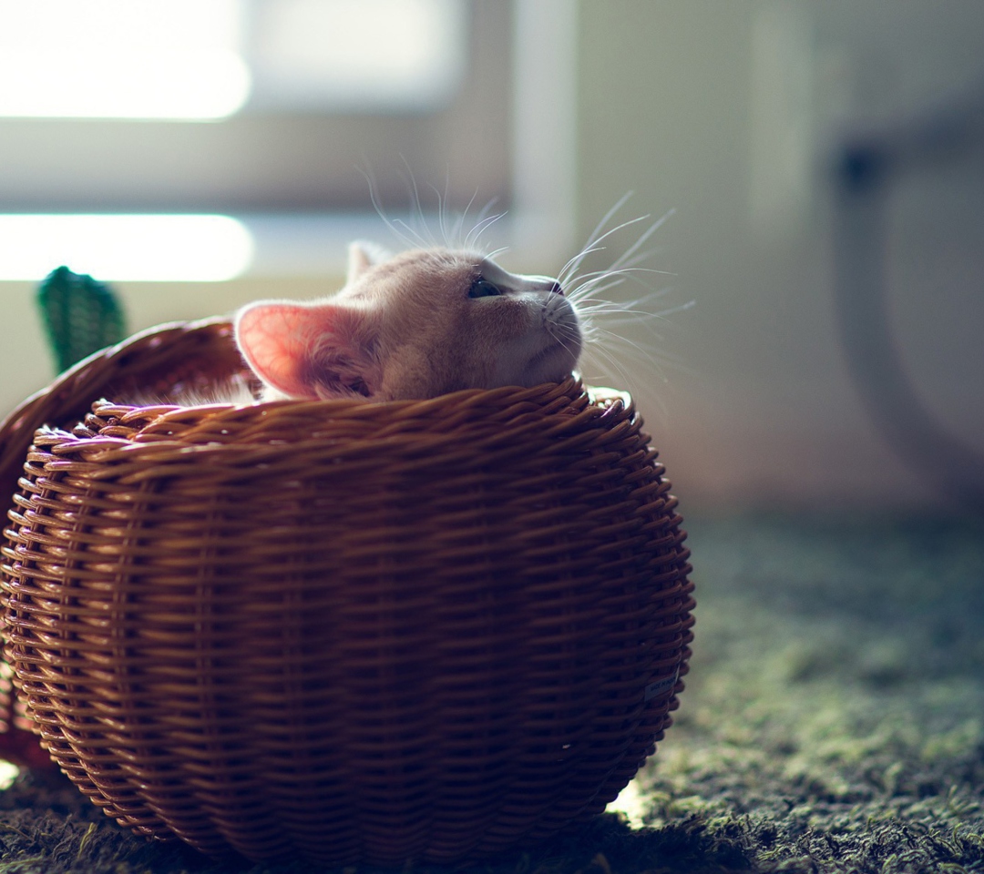 Fondo de pantalla Cute Kitten In Basket 1080x960