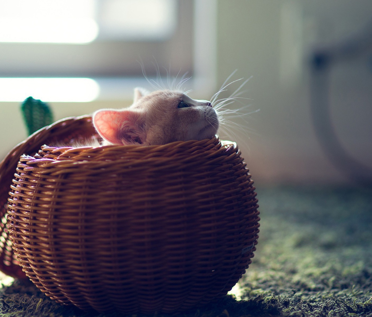 Cute Kitten In Basket wallpaper 1200x1024
