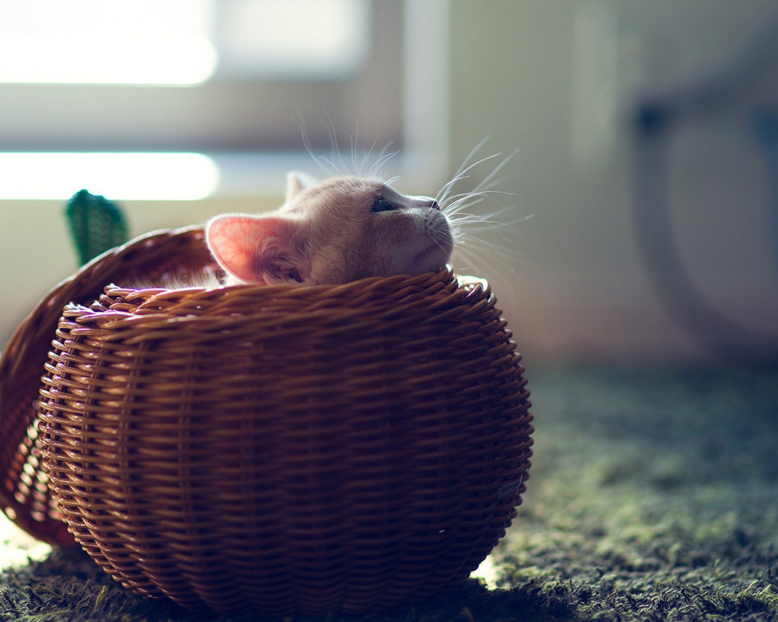 Обои Cute Kitten In Basket 1600x1280
