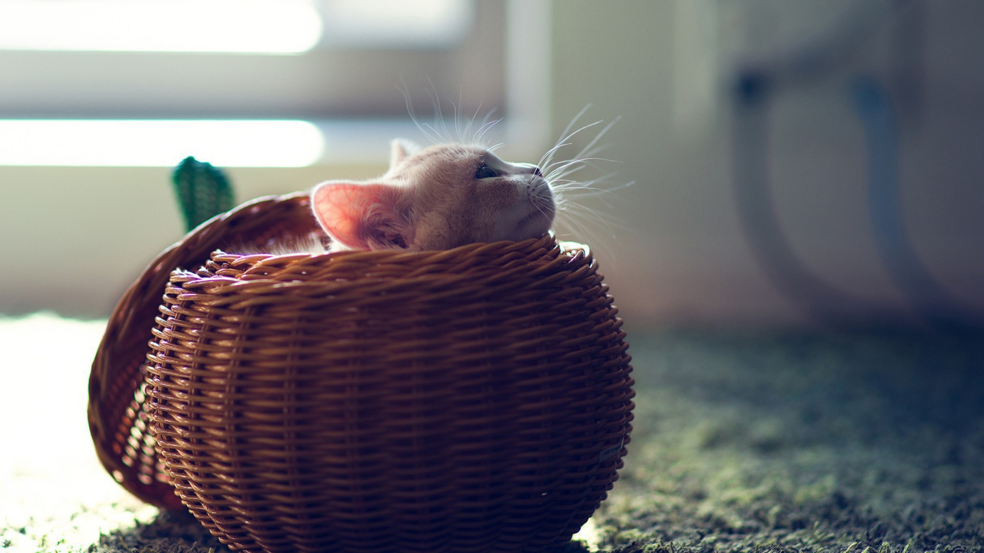 Cute Kitten In Basket wallpaper 1920x1080