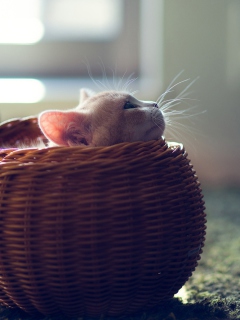 Fondo de pantalla Cute Kitten In Basket 240x320