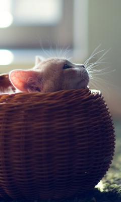Fondo de pantalla Cute Kitten In Basket 240x400