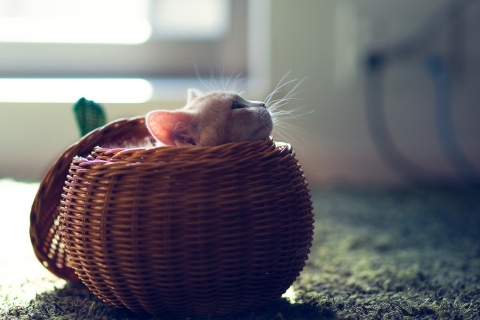 Fondo de pantalla Cute Kitten In Basket 480x320